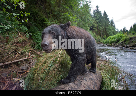 USA Alaska Kake Remote Kameraansicht der Schwarzbär Ursus Americanus an gefallenen Baumstamm beim Angeln zum laichen Lachse wandern Stockfoto