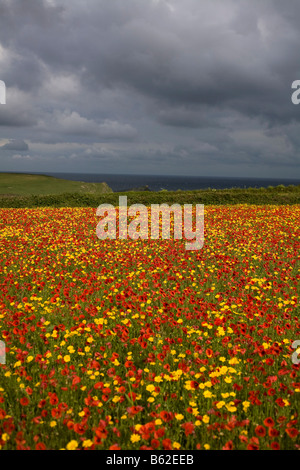 Mohn und Mais Ringelblumen im Westen Pentire cornwall Stockfoto