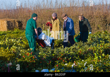 Großhandel Jahresauktion der geschnittenen Holly und Mistel für Weihnachtsschmuck auf kleine Hereford, Shropshire, Frau erkrankt Stockfoto