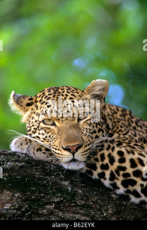 Leoparden (Panthera Pardus) ruht in Baum Stockfoto