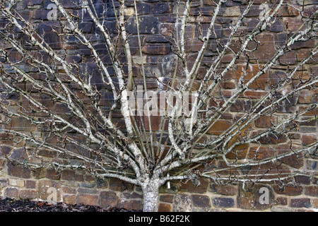 Birne 'Conference', ausgebildet, Wand Ventilator, Pyrus, Spalier, Mauer