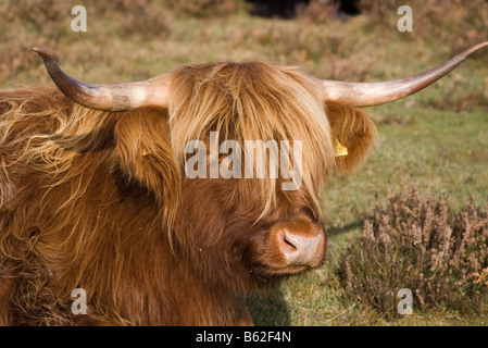 Langhaarige Highland rind kuh Stockfoto