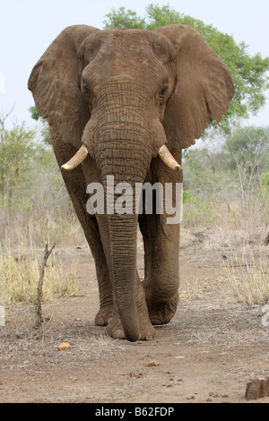 Afrikanische Elefanten zu Fuß in Richtung Fotograf Stockfoto