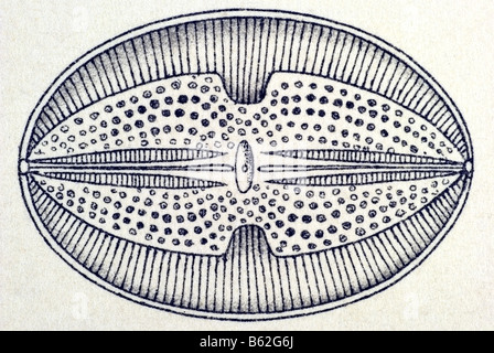 Diatomeen / Schatellinge Name Triceratium, Haeckel, Kunstformen der Natur, Jugendstil, 20. Jahrhundert, Europa Stockfoto