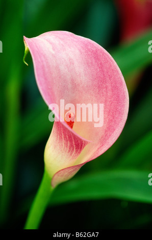 Nahaufnahme von Calla Lilly Blossum Longwood Gardens ehemalige Du Pont Landgut Kennett Square, Pennsylvania USA Stockfoto