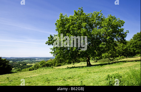 Eiche bei Newlands Ecke, einem berühmten Schönheit Punkt, Surrey Hills, England, Großbritannien Stockfoto