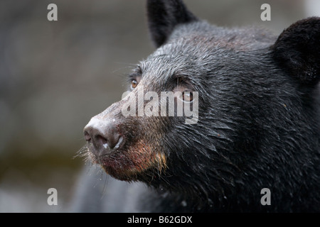 USA Alaska Kake Schwarzbär Ursus Americanus stehen am Rand des Regenwaldes entlang Gunnuck Creek Stockfoto