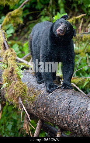 USA Alaska Kake Schwarzbär Ursus Americanus stehend auf Protokoll über Gunnuk Creek im Frühsommer regen ausgeglichen Stockfoto