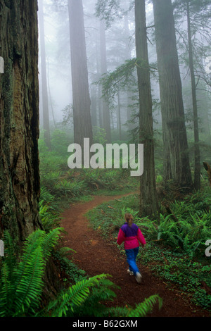 Frau Wanderer auf Trail durch Wald im Nebel Redwood National Park in Kalifornien Stockfoto