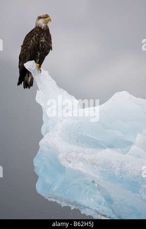USA Alaska Tongass National Forest unreife Weißkopfseeadler Haliaeetus Leucocephalus ruht auf Eisberg in Holkham Bay Stockfoto