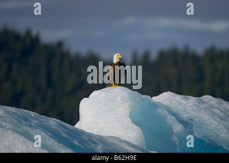 USA Alaska Tongass National Forest Weißkopfseeadler Haliaeetus Leucocephalus ruht auf Eisberg schwebend in Holkham Bay Stockfoto