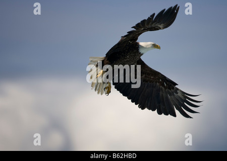 USA Alaska Tongass National Forest Weißkopfseeadler Haliaeetus Leucocephalus fliegt über der Bucht von Holkham Stockfoto