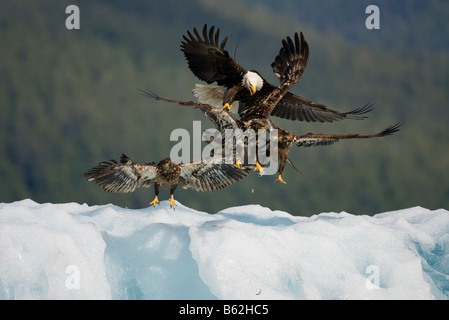 USA Alaska Tongass National Forest Weißkopfseeadler Haliaeetus Leucocephalus schwärmten von unreifen Eagles versucht, seine Nahrung zu stehlen Stockfoto