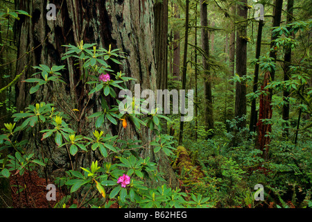 Redwood-Bäume im Wald Jedediah Smith State Park Del Norte County in Kalifornien Stockfoto