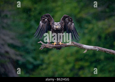 USA Alaska unreife Weißkopfseeadler Haliaeetus Leucocephalus schüttelt Flügel im Regen Sturm beim Ausruhen auf Ast entlang Frederick Sound Stockfoto