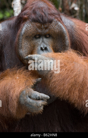 Männliche Bornean Bornean Orangutan Pongo Pygmaeus Essen eine Banane in Tanjung Puting NP Borneo angeflanscht Stockfoto