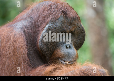 Männliche Bornean Bornean Orangutan Pongo Pygmaeus Essen eine Banane in Tanjung Puting NP Borneo angeflanscht Stockfoto