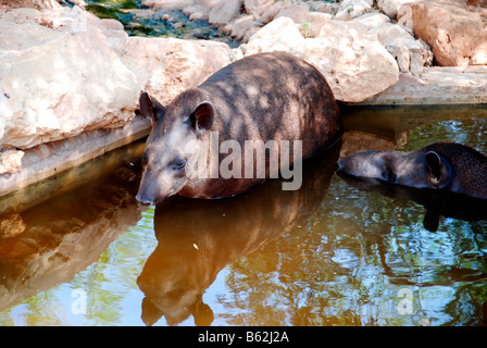 South American Tapir Tapirus terrestris Stockfoto