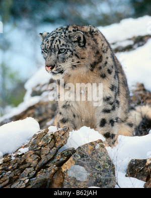 Snow Leopard beobachten aus dem Schnee bedeckt Schnee bedeckten Felsen - kontrollierten Bedingungen Stockfoto