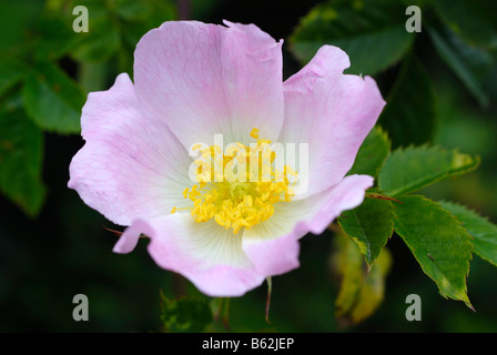 Dog Rose Blume Stockfoto