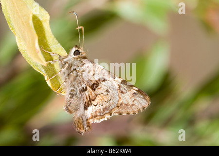 Kurzschwanz-Skipper Zestusa dorus Stockfoto