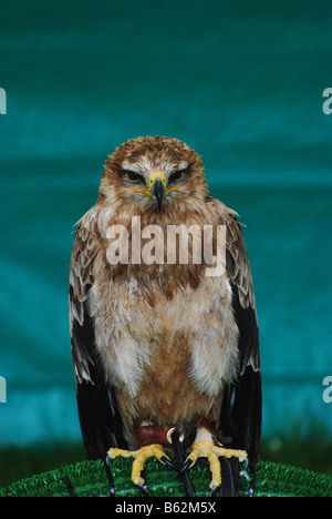 Ein Tawny Adler, Aquila rapax Stockfoto