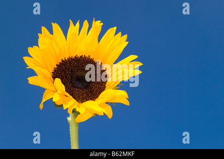 Eine leuchtend gelbe Sonnenblumen (Helianthus Annuus) Kopf vor einem blauen Himmelshintergrund. Stockfoto