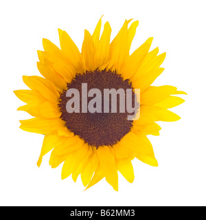 Eine helle gelbe Sonnenblume (Helianthus Annuus) auf einem reinen weißen Hintergrund. Stockfoto