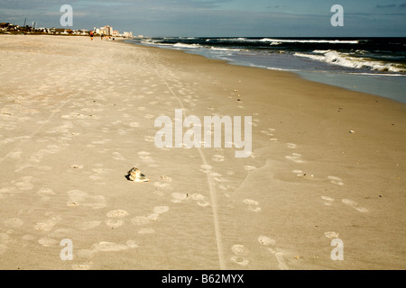 Einsamer Muschel am Strand inmitten von Fußspuren und Fahrrad Reifenspuren in Jacksonville Beach, Florida Stockfoto