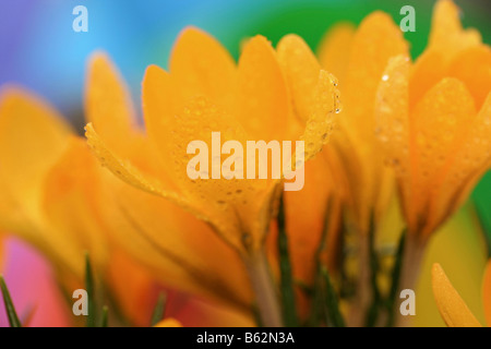 Safran Blumen mit Tröpfchen Crocus Hybr. Stockfoto