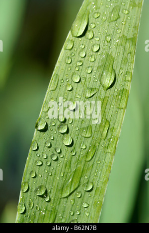 Iris Blatt und Wassertropfen Stockfoto