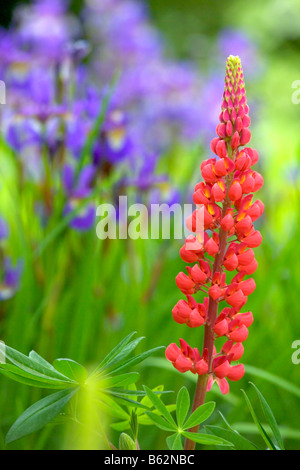 Eine helle rote Lupine Blüte (Lupinus) mit lila Schwertlilien im Hintergrund. Stockfoto