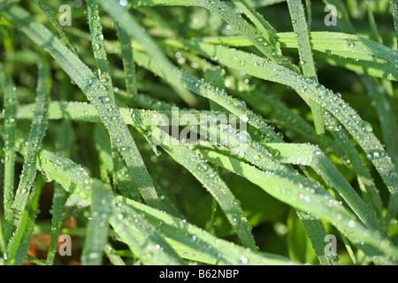 Gräser mit Tröpfchen Stockfoto