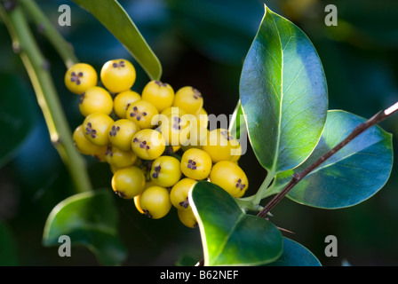 Gelb Kreuzungen Stechpalme (Ilex Aquifolium Fructu Luteo) Stockfoto