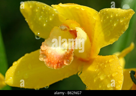 Orchidee Cymbidium sp und Tröpfchen Stockfoto