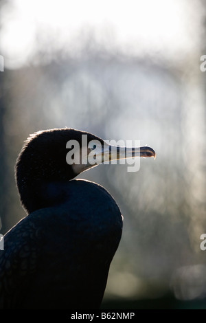 Der Kopf eines Vogels Kormoran Stockfoto