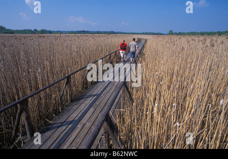 Rack-am Federsee-See in der Nähe von Bad Buchau Baden-Württemberg Deutschland Stockfoto