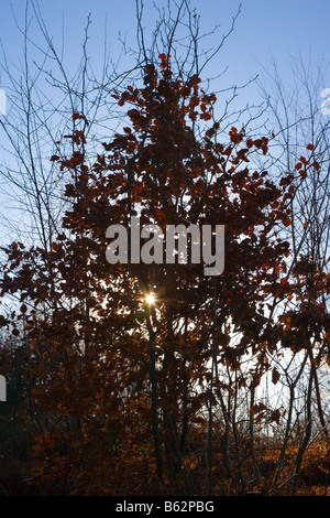 Backlit Buche Bäumchen neben dem Peak Forest Kanal bei Miss Marple in Cheshire Stockfoto
