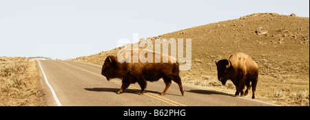 Zwei amerikanische Bisons (Bison Bison) eine Straße überqueren, Yellowstone-Nationalpark, Wyoming, USA Stockfoto