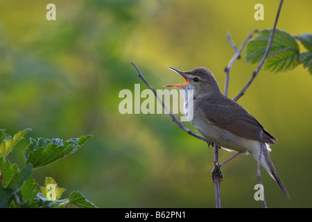 Blyth Reed Warbler (Acrocephalus Dumetorum) Erwachsenen singen im Garten. Stockfoto