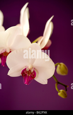 Weiß und Pink Orchid auf lila Hintergrund Stockfoto