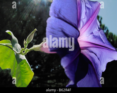 Eine Prunkwinde Blume (Convolvulus, Ipomoea) mit Sonnenschein, so dass es transparent aussehen. Stockfoto