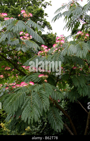 ALBIZIA JULIBRISSIN ROSEA. SILK BAUM. Stockfoto