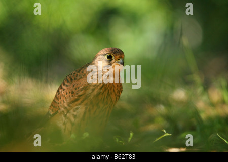 Turmfalken (Falco Tinnunculus) auf dem Boden. Stockfoto