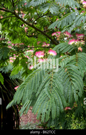 ALBIZIA JULIBRISSIN ROSEA. SILK BAUM. Stockfoto