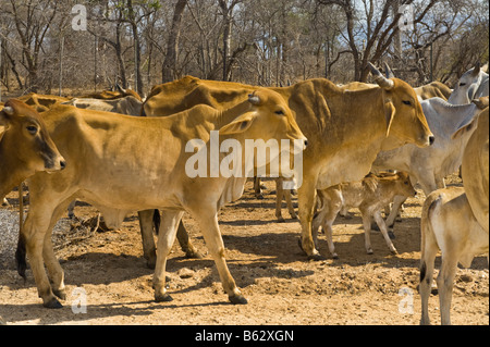 Vieh Brahman Kuh Bull Herde Herde Gruppe Viehzucht Landwirtschaft in Süd-Afrika Südafrika Brahma Afrika Herde Herde Gruppe Pa Stockfoto