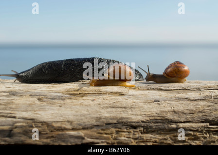 Nahaufnahme von drei Schnecken auf einem Baumstamm Stockfoto