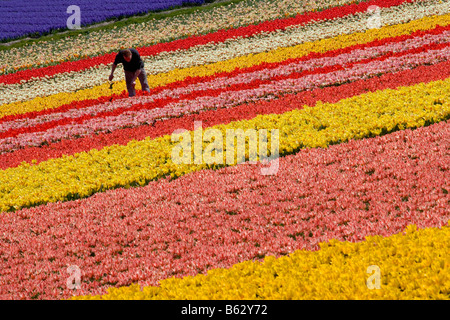 Niederlande Zuid Holland Lisse Arbeiter arbeiten auf dem Gebiet der Tulpe Stockfoto