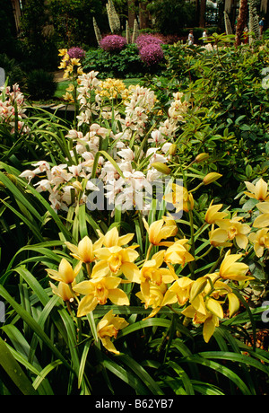 Cymbidium Orchideen, Longwood Gardens, ehemalige Du Pont Landgut, Kennett Square, Pennsylvania, USA Stockfoto