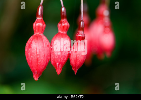 Fuchsia Laternen: drei helle rote Blütenknospen wild Fuchsia auf eine am Straßenrand Hecke wächst Stockfoto